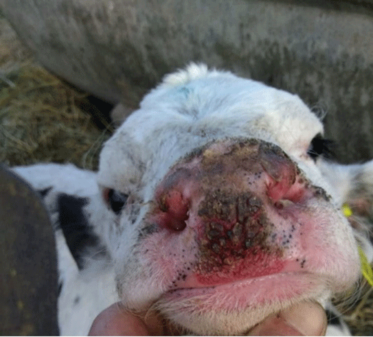 Figura 2. Lesiones de aproximadamente 10 días con aspecto proliferativas y costrosas