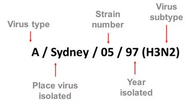 Tipos de virus de influenza - Image 5