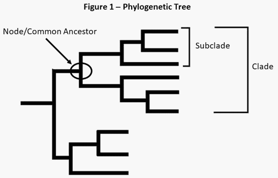 Tipos de virus de influenza - Image 4