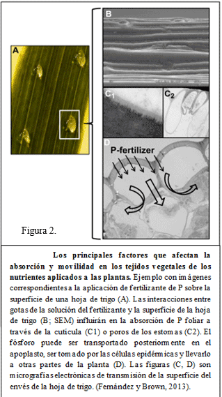 La absorción de nutrientes en fertilización foliar - Image 2