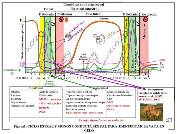 Utilice los signos secundarios del celo para conocer el riesgo de preñez de sus vacas y mejorar la fertilidad - Image 1