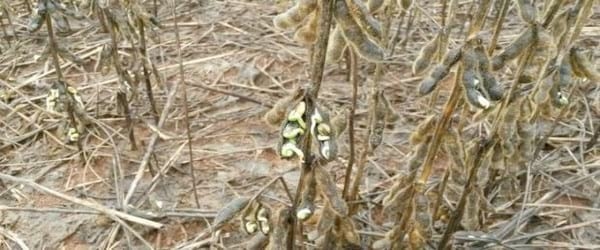 Cosecha de Soja: Recomendaciones para salir a cosechar en los momentos en que el clima da una tregua - Image 1