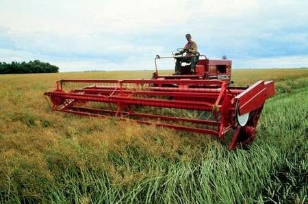 El próximo boom de la colza - Image 2