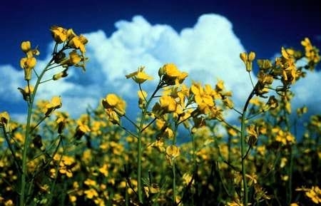 El próximo boom de la colza - Image 1