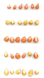 Novedoso dispositivo dosificador monograno de semillas - Image 5