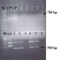 Identificación de G tipos de rotavirus bovinos y porcinos encontrados en granjas porcinas y bovinas del Río Cuarto de Grecia - Image 1