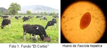 Efectividad y Resistencia Antihelmíntica de Fasciola hepatica a Triclabendazol en el fundo “El Cortijo”, distrito Baños del Inca- Cajamarca, Perú 2006. - Image 1