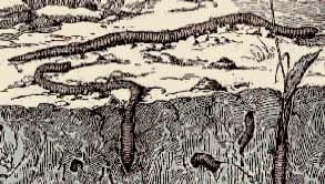 Mediciones simples para evaluar el estado de la calidad y salud del suelo bajo pasturas - Image 3