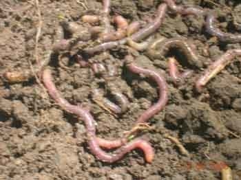 Mediciones simples para evaluar el estado de la calidad y salud del suelo bajo pasturas - Image 6