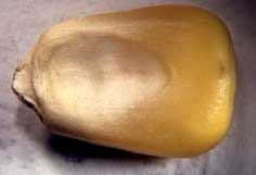 Ensayo de la eficacia de dos productos biotecnológicos orgánicos para acelerar la maduración, ganancia en peso y volumen en grano en cultivo de maíz - Image 5