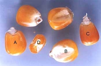 Ensayo de la eficacia de dos productos biotecnológicos orgánicos para acelerar la maduración, ganancia en peso y volumen en grano en cultivo de maíz - Image 6