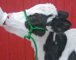 Realidades del sustituto de calostro bovino - Image 1