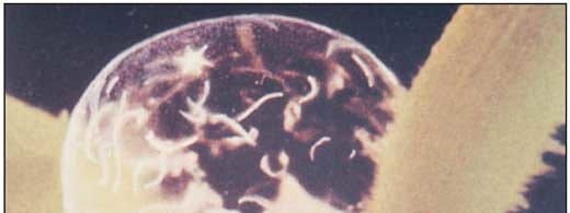 El control de los parásitos internos del ganado en sistemas de pastoreo en el trópico colombiano - Image 5