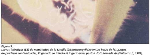 El control de los parásitos internos del ganado en sistemas de pastoreo en el trópico colombiano - Image 6