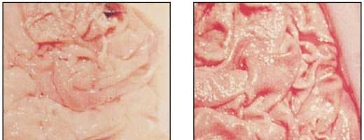 El control de los parásitos internos del ganado en sistemas de pastoreo en el trópico colombiano - Image 9