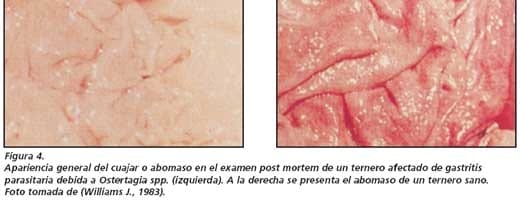 El control de los parásitos internos del ganado en sistemas de pastoreo en el trópico colombiano - Image 10