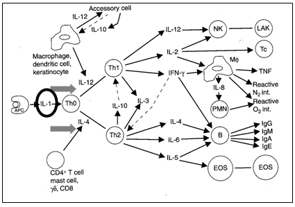 Inmunomodulación en porcinos: Principios y alcances - Image 2