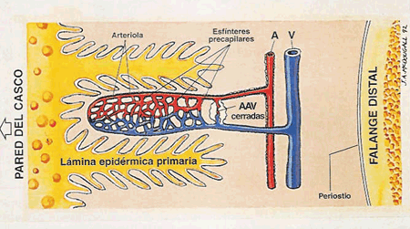 Laminitis: Un Evento Catastrófico - Image 1