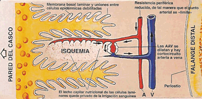 Laminitis: Un Evento Catastrófico - Image 2