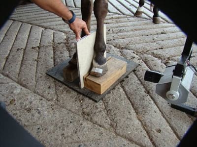 Laminitis: Un Evento Catastrófico - Image 4