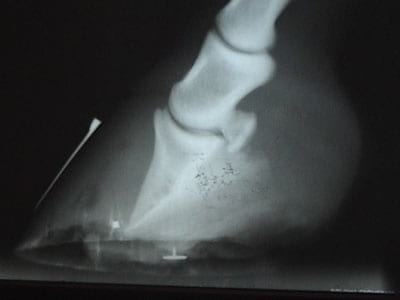 Laminitis: Un Evento Catastrófico - Image 5
