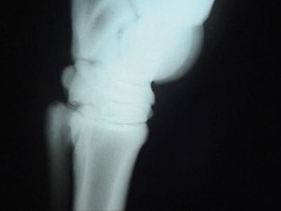 Laminitis: Un Evento Catastrófico - Image 9