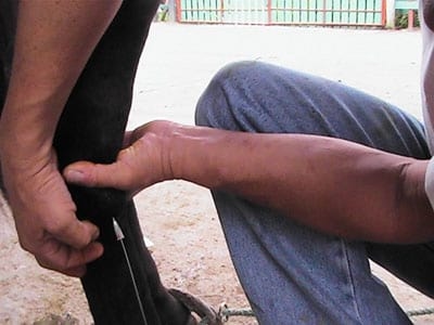 Laminitis: Un Evento Catastrófico - Image 10