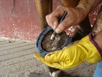 Laminitis: Un Evento Catastrófico - Image 11
