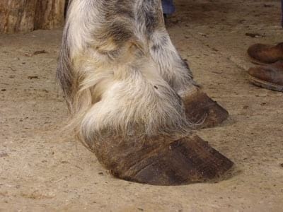 Laminitis: Un Evento Catastrófico - Image 14