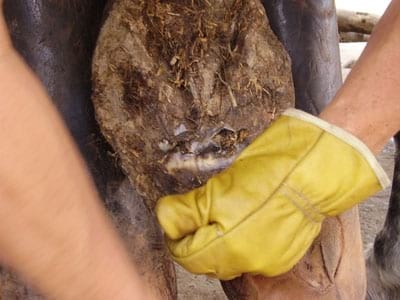 Laminitis: Un Evento Catastrófico - Image 15