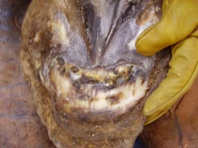 Laminitis: Un Evento Catastrófico - Image 16