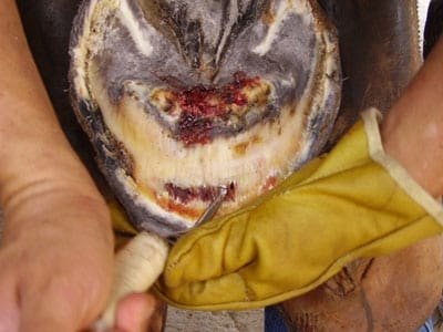 Laminitis: Un Evento Catastrófico - Image 17