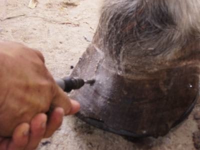Laminitis: Un Evento Catastrófico - Image 19