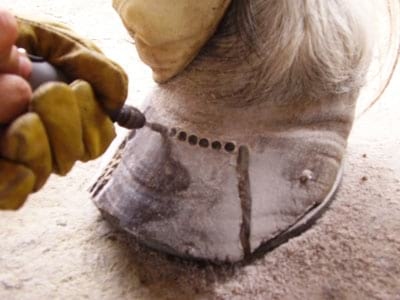 Laminitis: Un Evento Catastrófico - Image 20