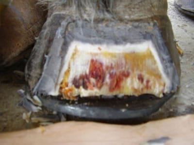 Laminitis: Un Evento Catastrófico - Image 22