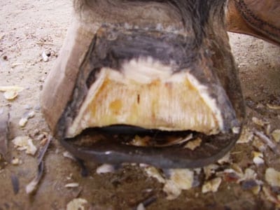 Laminitis: Un Evento Catastrófico - Image 23