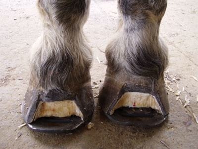 Laminitis: Un Evento Catastrófico - Image 24
