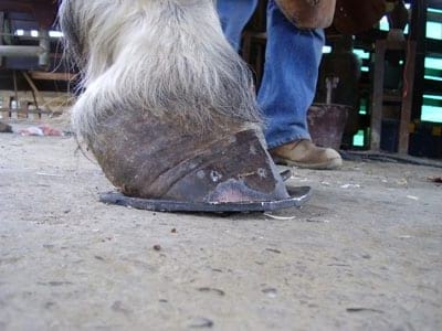 Laminitis: Un Evento Catastrófico - Image 25
