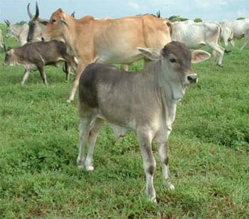 Economia de La Finca Lechera - Image 5