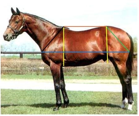 Analisis morfológico funcional equino. Ubicación anatomica del trapecio y concepto funcional. Segunda Parte - Image 1