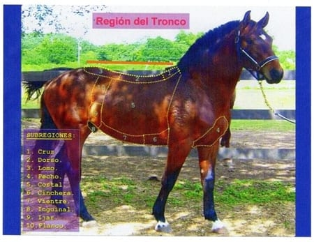 Analisis morfológico funcional equino. Ubicación anatomica del trapecio y concepto funcional. Segunda Parte - Image 2