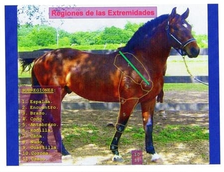 Analisis morfológico funcional equino. Ubicación anatomica del trapecio y concepto funcional. Segunda Parte - Image 3