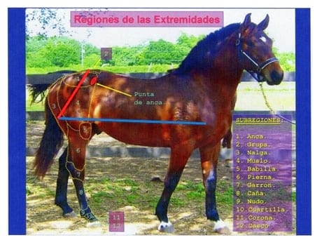 Analisis morfológico funcional equino. Ubicación anatomica del trapecio y concepto funcional. Segunda Parte - Image 4