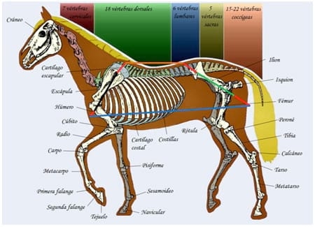 Analisis morfológico funcional equino. Ubicación anatomica del trapecio y concepto funcional. Segunda Parte - Image 5