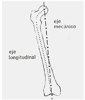 Analisis morfológico funcional equino. Ubicación anatomica del trapecio y concepto funcional. Segunda Parte - Image 6
