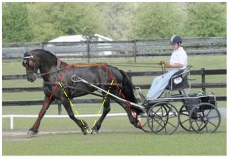 Analisis morfológico funcional equino. Ubicación anatomica del trapecio y concepto funcional. Segunda Parte - Image 8