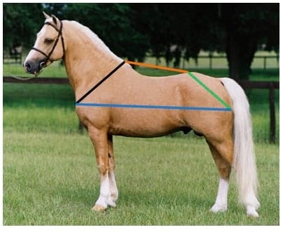 Analisis morfológico funcional equino. Ubicación anatomica del trapecio y concepto funcional. Segunda Parte - Image 9