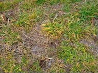 Eficiencia de coadyuvantes en el uso de herbicidas a diferentes dosis en un barbecho de trigo - Image 8