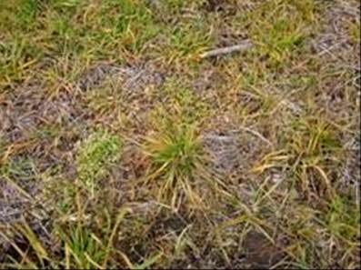 Eficiencia de coadyuvantes en el uso de herbicidas a diferentes dosis en un barbecho de trigo - Image 9