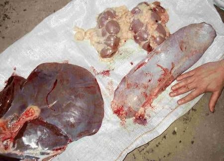 Hiper proteínas en terneros Holandos - Image 14